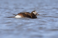 Hoholka ledni - Clangula hyemalis - Long-tailed Duck 8836